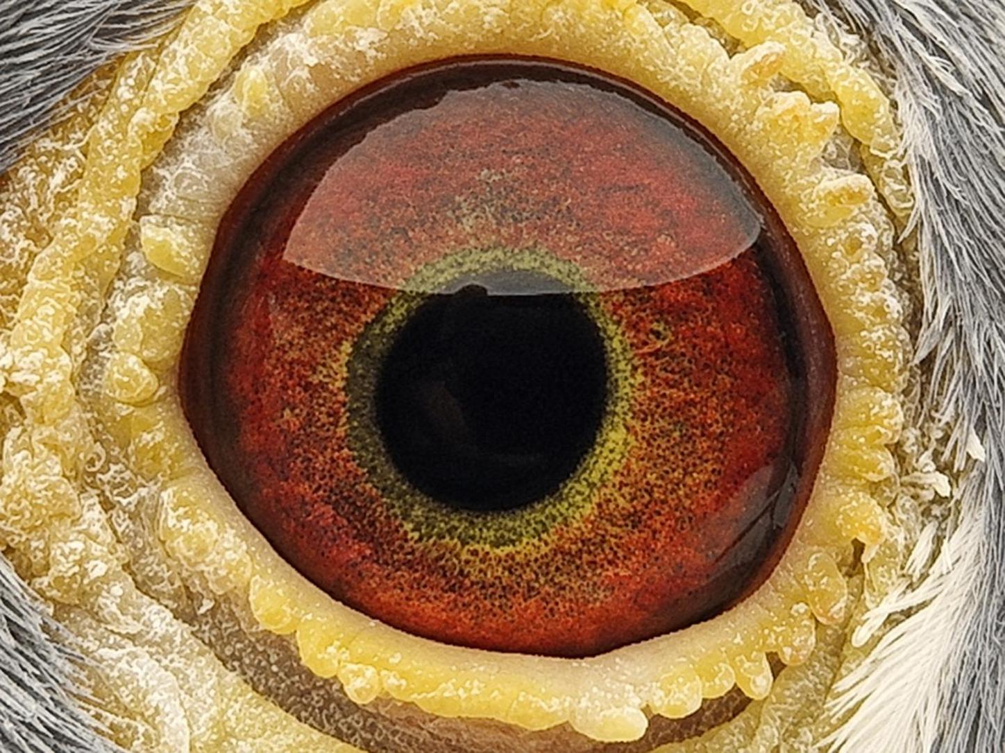 Pigeon eye